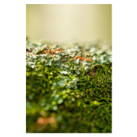 Fotografie Two weaver ants on a lichen, Jordan Lye, 26.7 × 40 cm