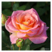 Růže Kordes 'Dekora' 2 litry
