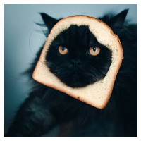 Fotografie Cat sandwich, Stéphane Berla, 40 × 40 cm