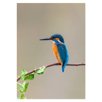 Fotografie kingfisher perching on branch, Yaorusheng, (30 x 40 cm)
