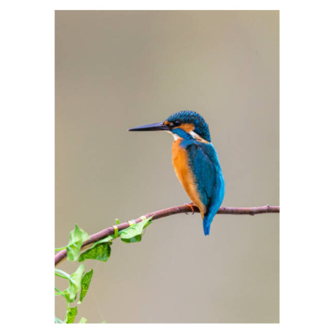 Umělecká fotografie kingfisher perching on branch, Yaorusheng, (30 x 40 cm)