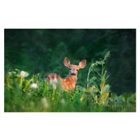 Umělecká fotografie Bambi Deer Fawn, Adria  Photography, (40 x 24.6 cm)