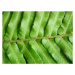 Fotografie Green blechnum fern leaf, Supersmario, 40 × 30 cm