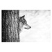 Fotografie Lone wolf and tree, Insight Imaging, 40 × 26.7 cm