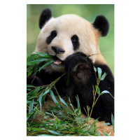 Fotografie Cute Panda, TianYuanOnly, 26.7 × 40 cm