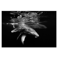 Fotografie Black and whale family, Barathieu Gabriel, 40 × 26.7 cm