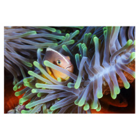 Fotografie Clownfish, Barathieu Gabriel, 40 × 26.7 cm