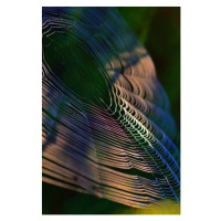 Umělecká fotografie Close-up of spider on web,France, Minh Hoang Cong / 500px, (26.7 x 40 cm)