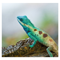 Fotografie Blue iguana in the nature, dangphoto2517, 40 × 40 cm