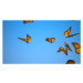 Fotografie Swarm of Butterflies, Studiofy, 40x22.5 cm