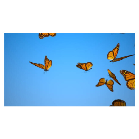 Umělecká fotografie Swarm of Butterflies, Studiofy, (40 x 22.5 cm)