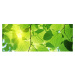 MP-2-0107 Vliesová obrazová panoramatická fototapeta Green Leaves + lepidlo Zdarma, velikost 375