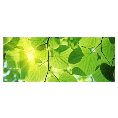 MP-2-0107 Vliesová obrazová panoramatická fototapeta Green Leaves + lepidlo Zdarma, velikost 375 Dimex - ČR