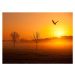 Umělecká fotografie Misty sunrise with crow, Michael Roberts, (40 x 30 cm)