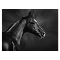 Umělecká fotografie Portrait of black arabian horse, Abramova_Kseniya, (40 x 30 cm)