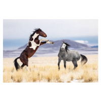 Fotografie Wild Horses, Jason Hutchison, (40 x 26.7 cm)