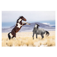 Fotografie Wild Horses, Jason Hutchison, 40 × 26.7 cm