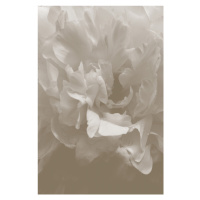 Fotografie Peony 9, Studio Collection, 26.7 × 40 cm