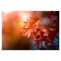 Fotografie Afternoon Sycamore Leaves, Kirby Russell, 40 × 26.7 cm