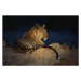 Fotografie African leopard (Panthera pardus) laying on rock, Daryl Balfour, 40 × 26.7 cm