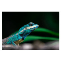 Fotografie Close-up shot of The blue-crested lizard., Suphameth Jaruthaninphong, 40 × 26.7 cm