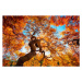 Fotografie Japanese Maple tree in autumn, Japan, Marco Bottigelli, 40 × 26.7 cm