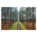 Fotografie Drone view of two cyclists on forest track, Justin Paget, 40 × 26.7 cm