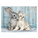 Cat & Bunny - puzzle z kategorie Zvířata