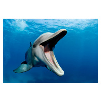 Fotografie Atlantic bottlenose dolphin, Tursiops truncatus, Stephen Frink, 40 × 26.7 cm