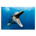 Fotografie Atlantic bottlenose dolphin, Tursiops truncatus, Stephen Frink, 40 × 26.7 cm