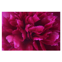 Fotografie Vibrant deep pink petals at centre, Rosemary Calvert, 40x26.7 cm