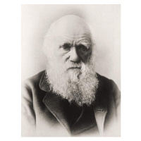 Umělecká fotografie Charles Darwin, English School,, (30 x 40 cm)