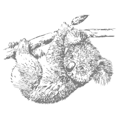 Tečkování - ČERNOBÍLÁ KOALA Rozměr: 80x100 cm, Rámování: bez rámu a bez vypnutí plátna