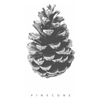 Ilustrace pinecone, Finlay & Noa, 30x40 cm