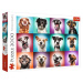 Trefl: Puzzle 2000 dílků - Vtipné psí portréty II