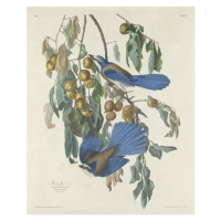 John James (after) Audubon - Obrazová reprodukce Florida Jays, 1830, (35 x 40 cm)