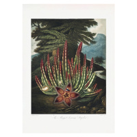 Ilustrace The MaggotaBearing Stapelia from The Temple of Flora (1807), Studio Collection, 30 ×