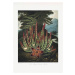 Ilustrace The MaggotaBearing Stapelia from The Temple of Flora (1807), Studio Collection, 30 ×