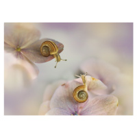 Fotografie Little snails, Ellen van Deelen, (40 x 30 cm)