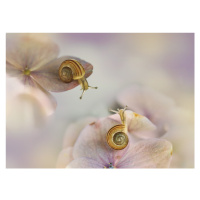 Fotografie Little snails, Ellen van Deelen, 40 × 30 cm