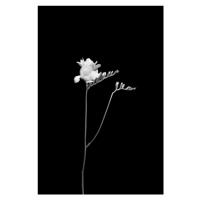 Fotografie Freesia | dark design , Melanie Viola, 26.7x40 cm