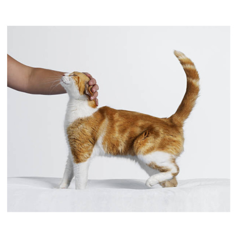 Fotografie Hand Stroking Cat, Gandee Vasan, 40x35 cm