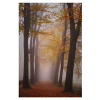 Umělecká fotografie Autumn magic, Saskia Dingemans, (26.7 x 40 cm)