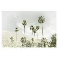 Fotografie Palm Trees in the desert | Vintage, Melanie Viola, 40x26.7 cm