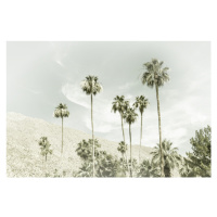 Fotografie Palm Trees in the desert | Vintage, Melanie Viola, 40 × 26.7 cm