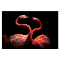 Fotografie Flamingos, Eiji Itoyama, 40 × 26.7 cm