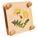 Dřevěný lis na květiny Herbal Outdoor Leaf Press Eichhorn 'sestav a vymaluj' barvičkami od 6 let