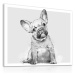 Obraz na plátně FRENCH BULLDOG A různé rozměry Ludesign ludesign obrazy: 80x60 cm