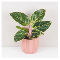 Aglaonema ‘Zebra Pink’