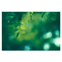 Umělecká fotografie Leaf Background, Jasmina007, (40 x 26.7 cm)